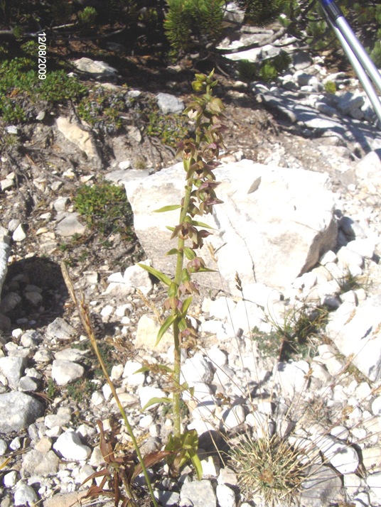 Epipactis atrorubens